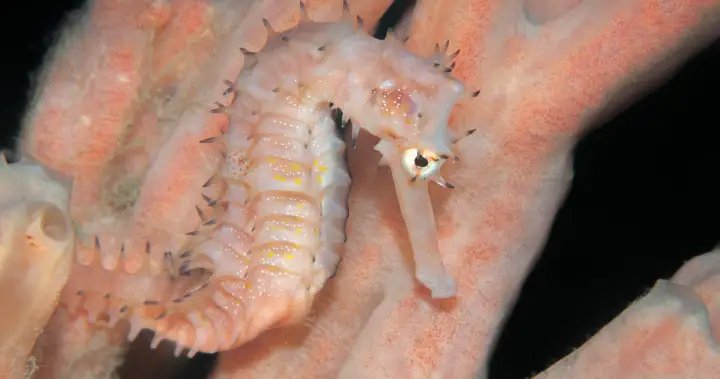 ‘Beautiful and wonderful’ new seahorse species named after UBC professor