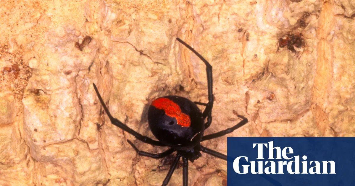 Male redback spiders invite cannibalism through a ‘self-sacrificial somersault’ during sex – but why? | Spiders