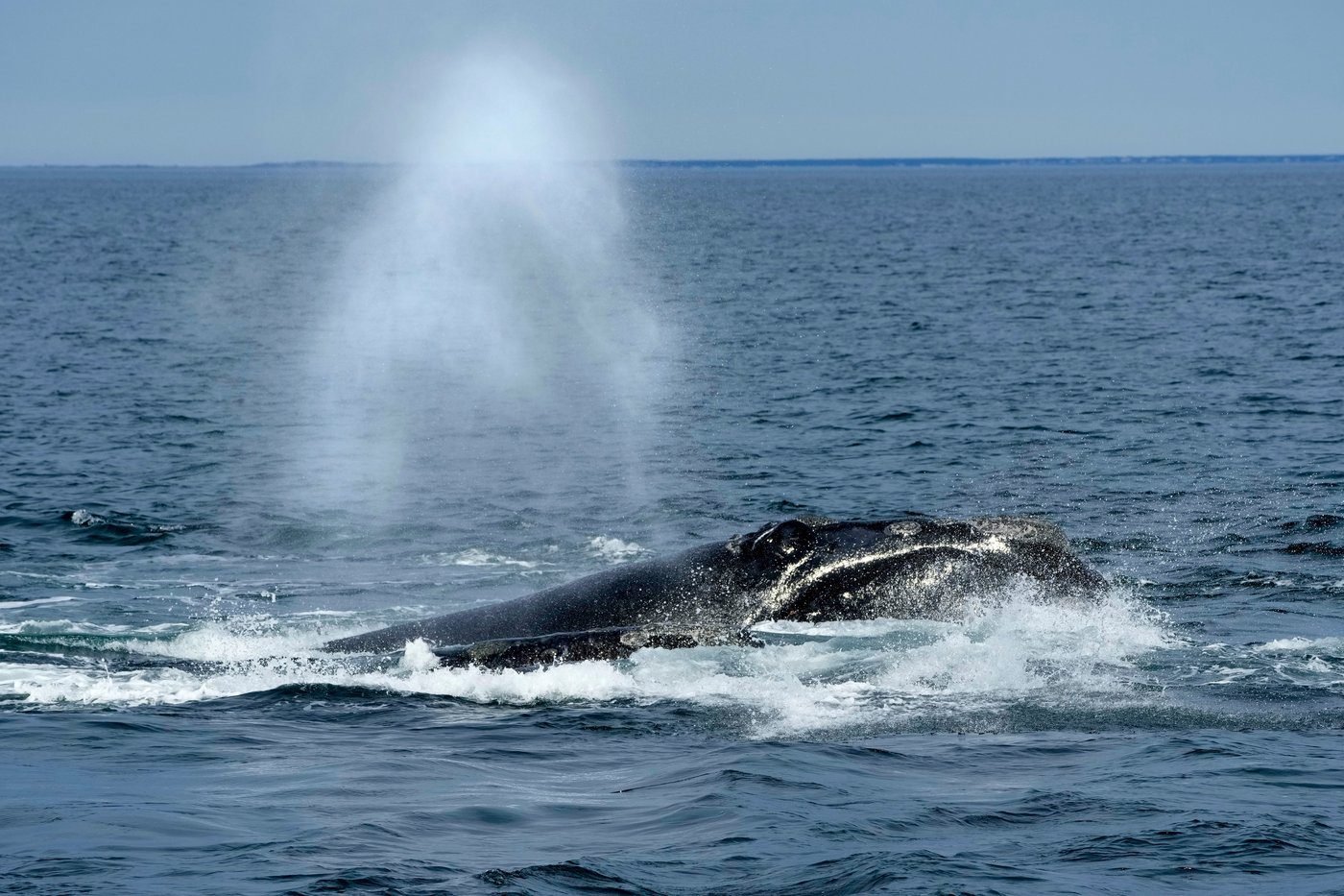 Internal DFO memo warns Trump-backed bill threatens right whale survival
