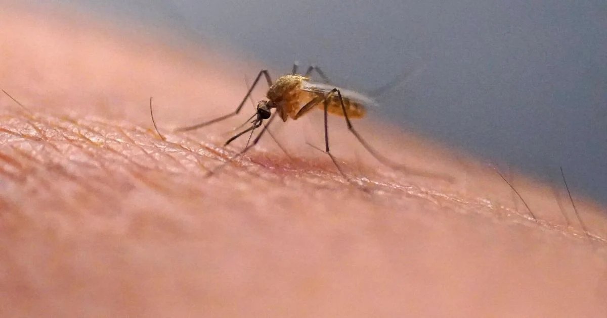 West Nile mosquitos found in 5 traps across York Region