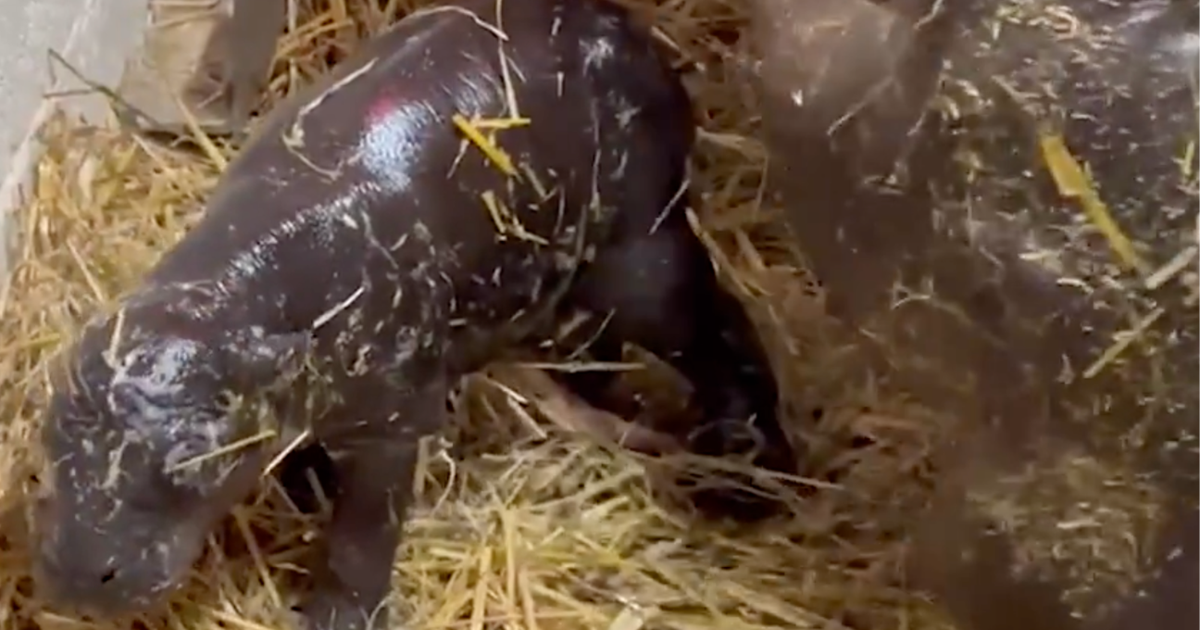 Move over, Moo Deng: Toronto Zoo welcomes adorable new pygmy hippo