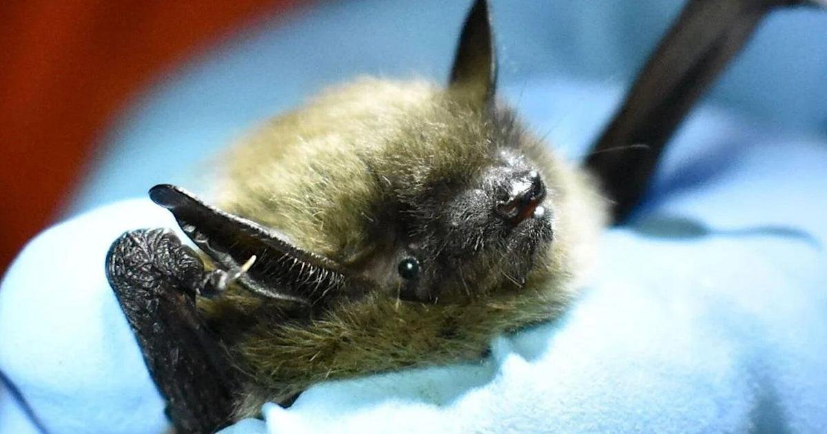 Bat found in Burlington tests positive for rabies