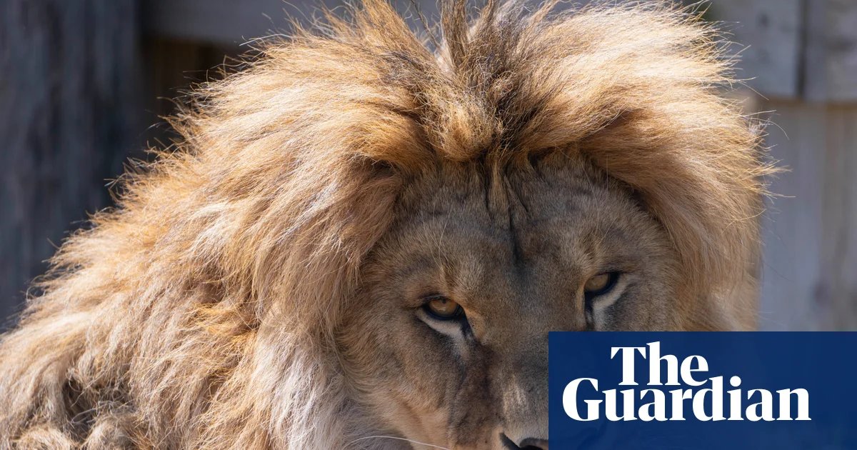Lion saved as cub from Ukraine war and brought to US battles rare fungal disease | US news