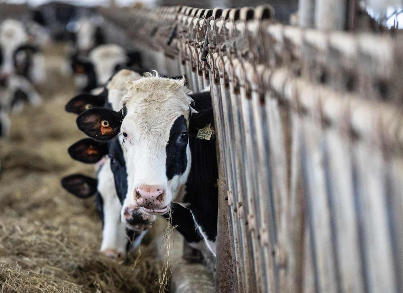 PM says Ottawa is ‘loyal’ to supply management system protecting dairy sector