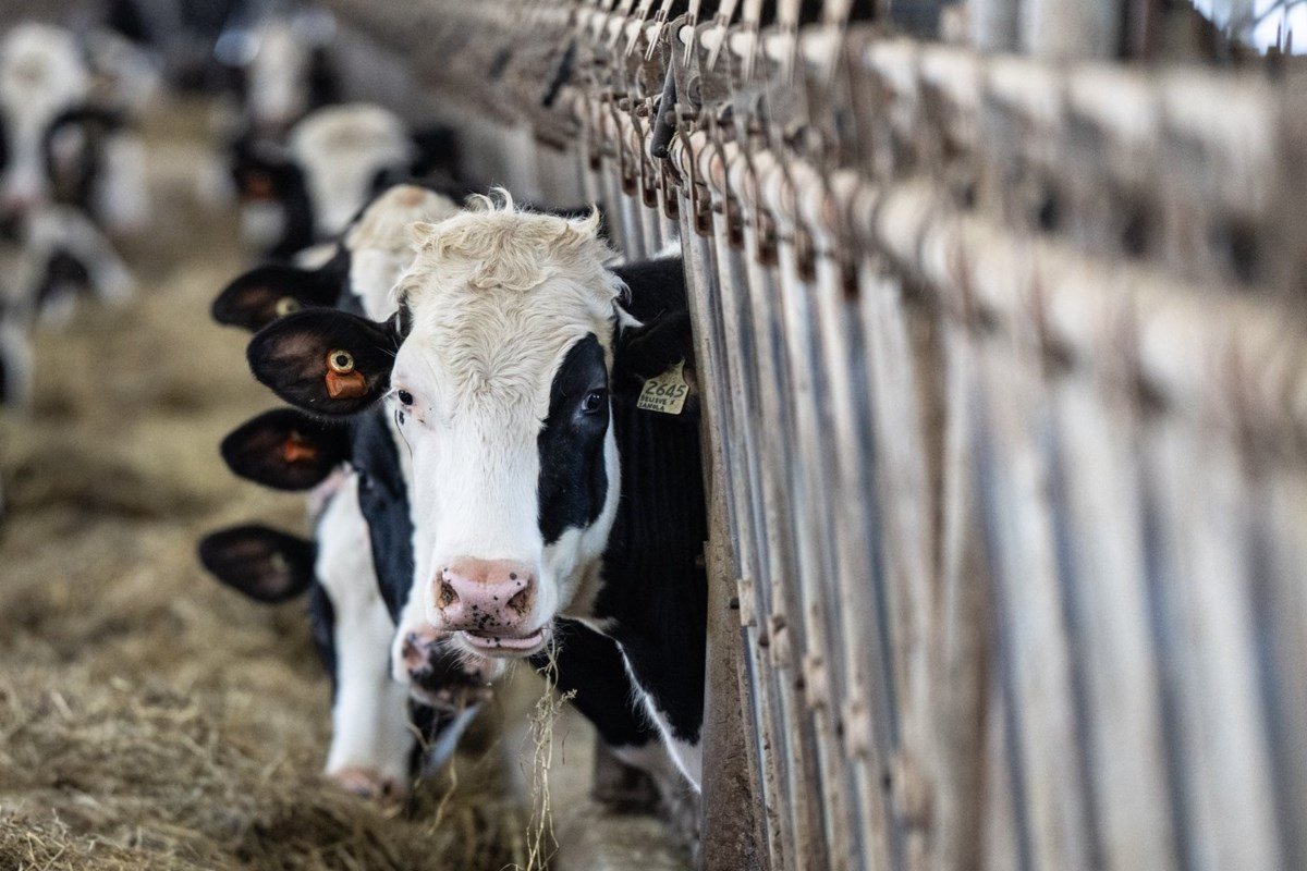 PM says Ottawa is ‘loyal’ to supply management system protecting dairy sector