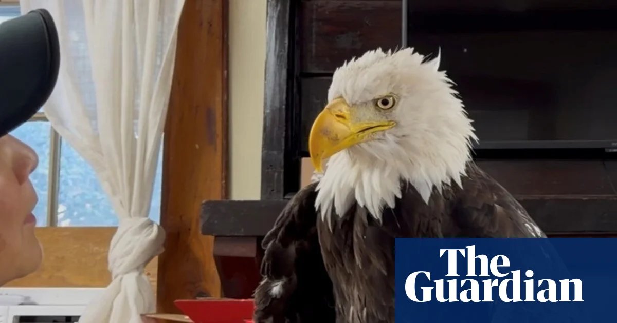 Jackie, a beloved bald eagle and livestream star, dies of mysterious illness | California