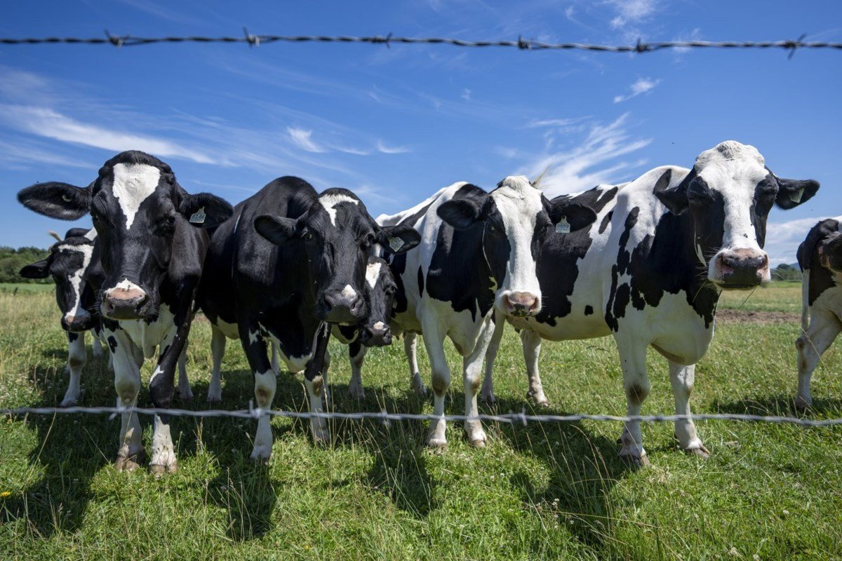 Dairy farmers warn against concessions as U.S. tariff deadline looms