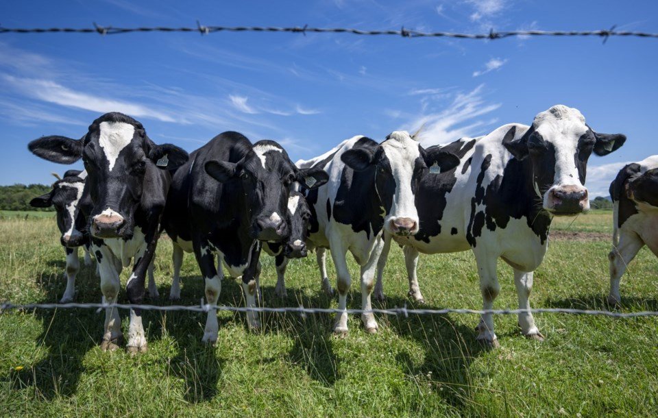 Dairy farmers warn against concessions as U.S. tariff deadline looms
