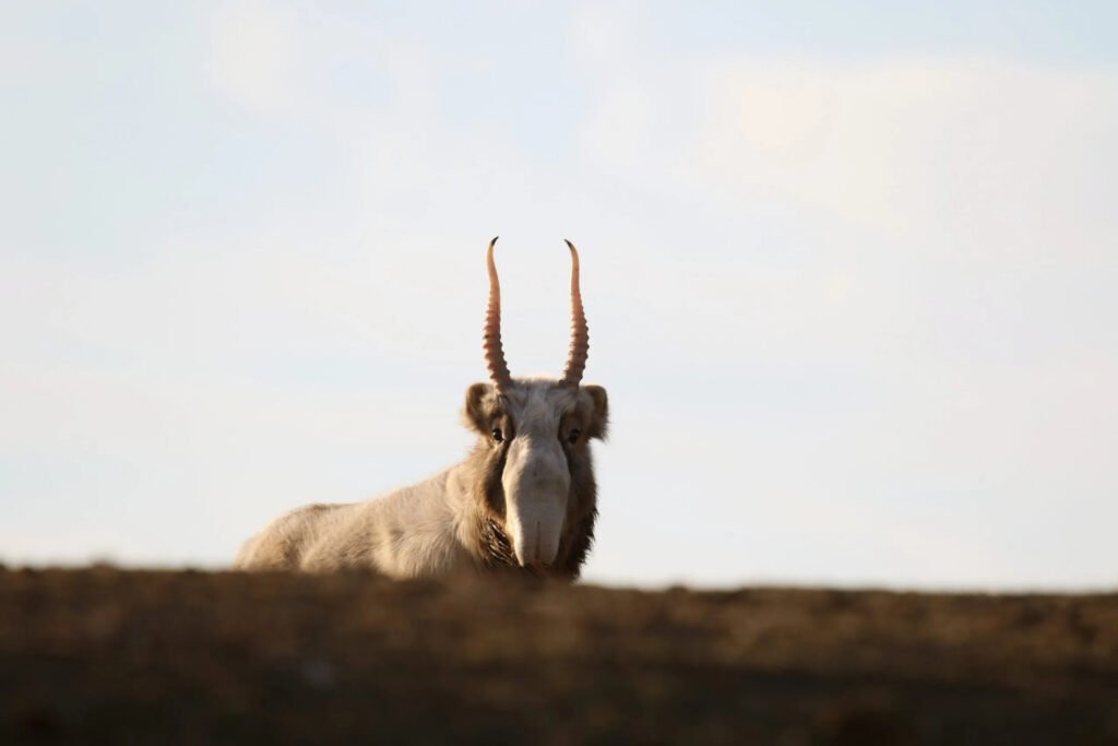 Traversing the Saiga Silk Road — Adventure Journal