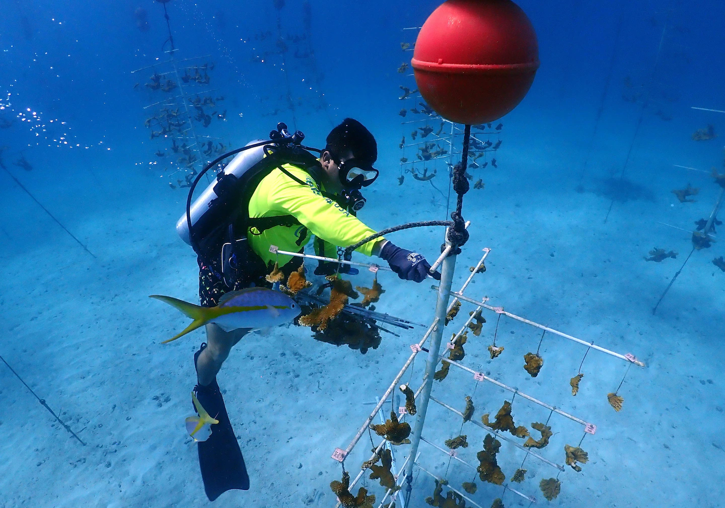 Scientists race to save Florida’s coral reef as El Niño heats the ocean
