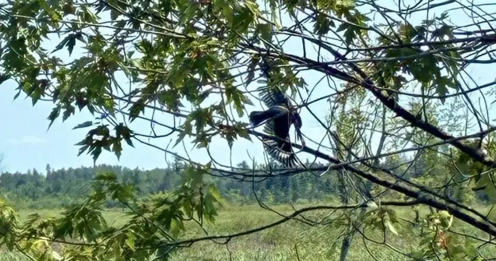 Ottawa firefighters free bird caught in tree, tangled in fishing line