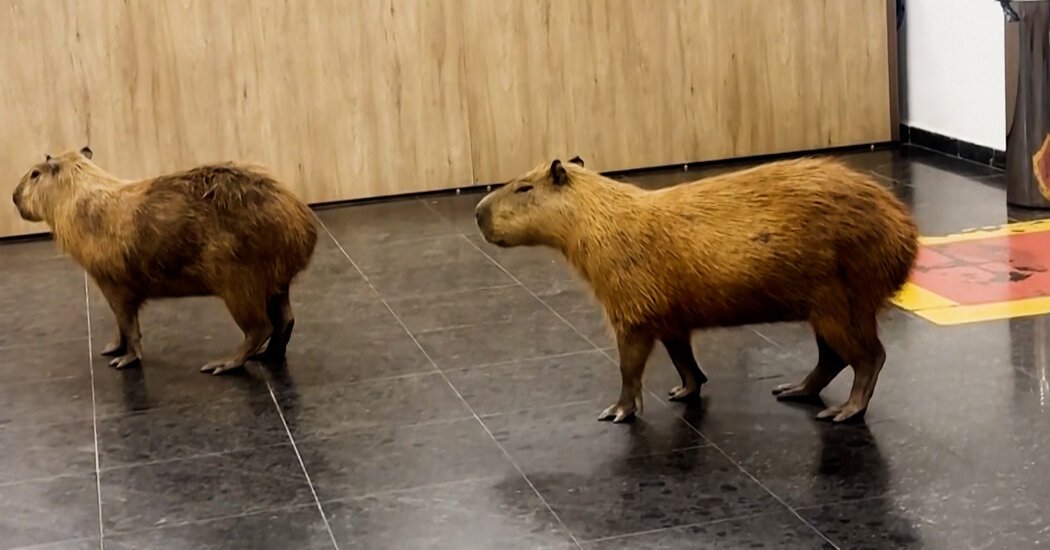 Capybaras Were the Newest Lobbyists in This Brazilian Legislature