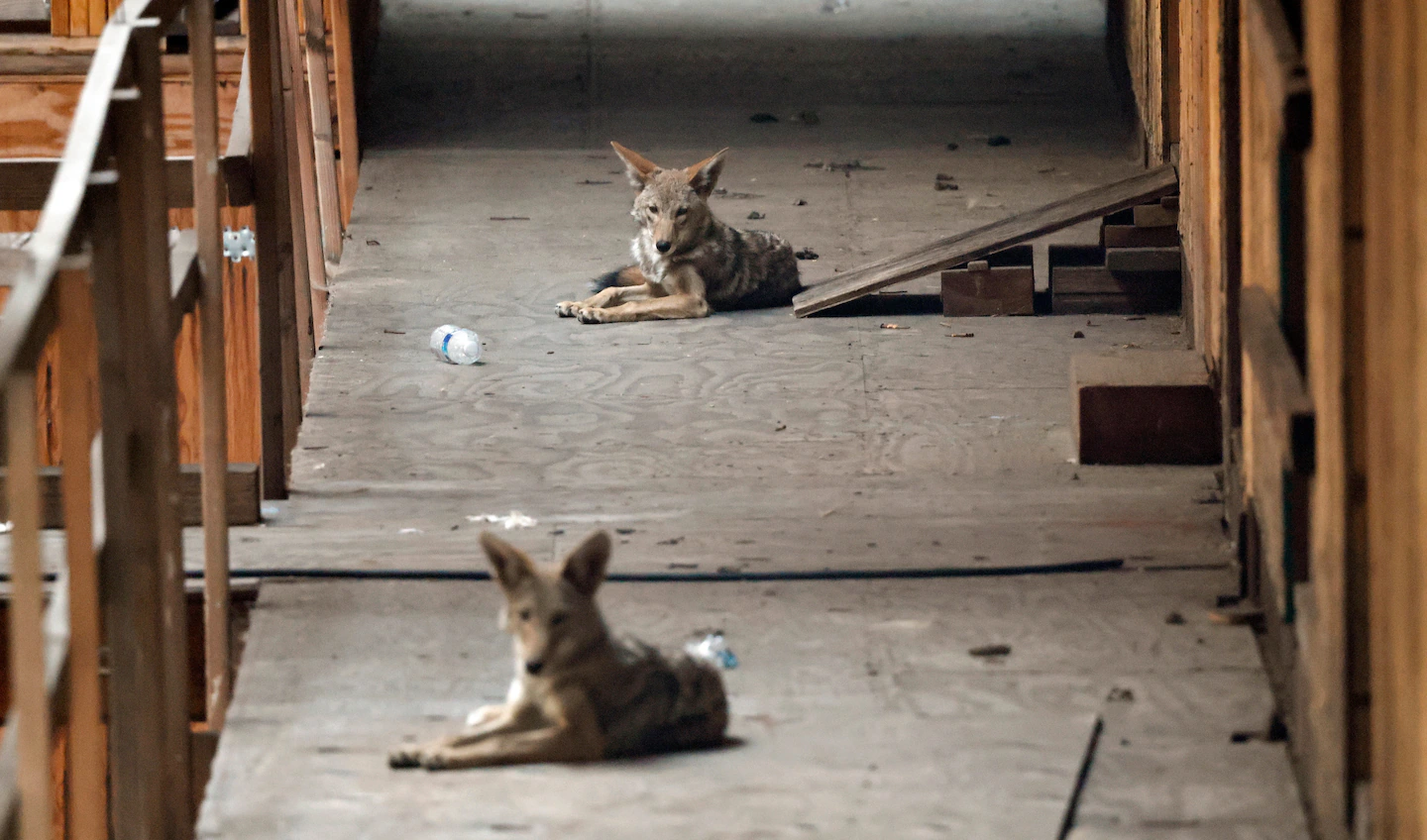 Coyotes overtake abandoned housing development, vexing neighbors
