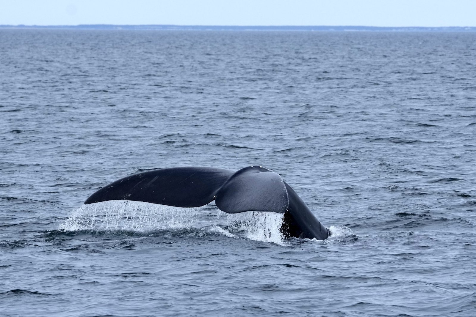 Internal DFO memo warns Trump-backed bill threatens right whale survival