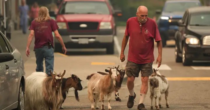 Summerland farmers can return to wildfire evacuation zone to care for their animals