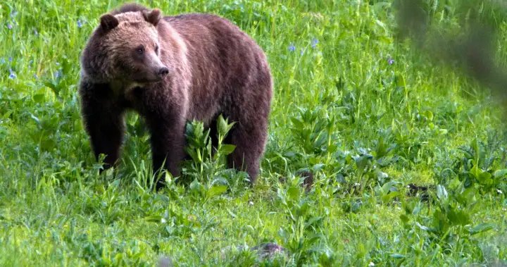72-year-old woman seriously injured in grizzly bear attack in remote area of B.C.