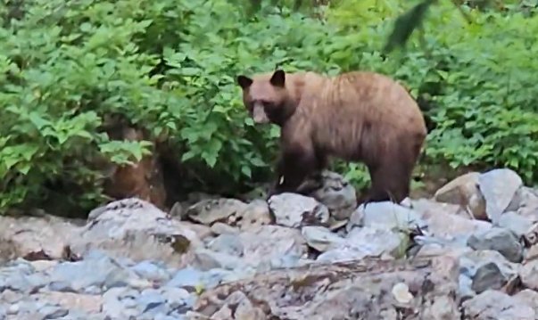 Rare grizzly bear sighting in Lions Bay prompts warning from search and rescue – BC