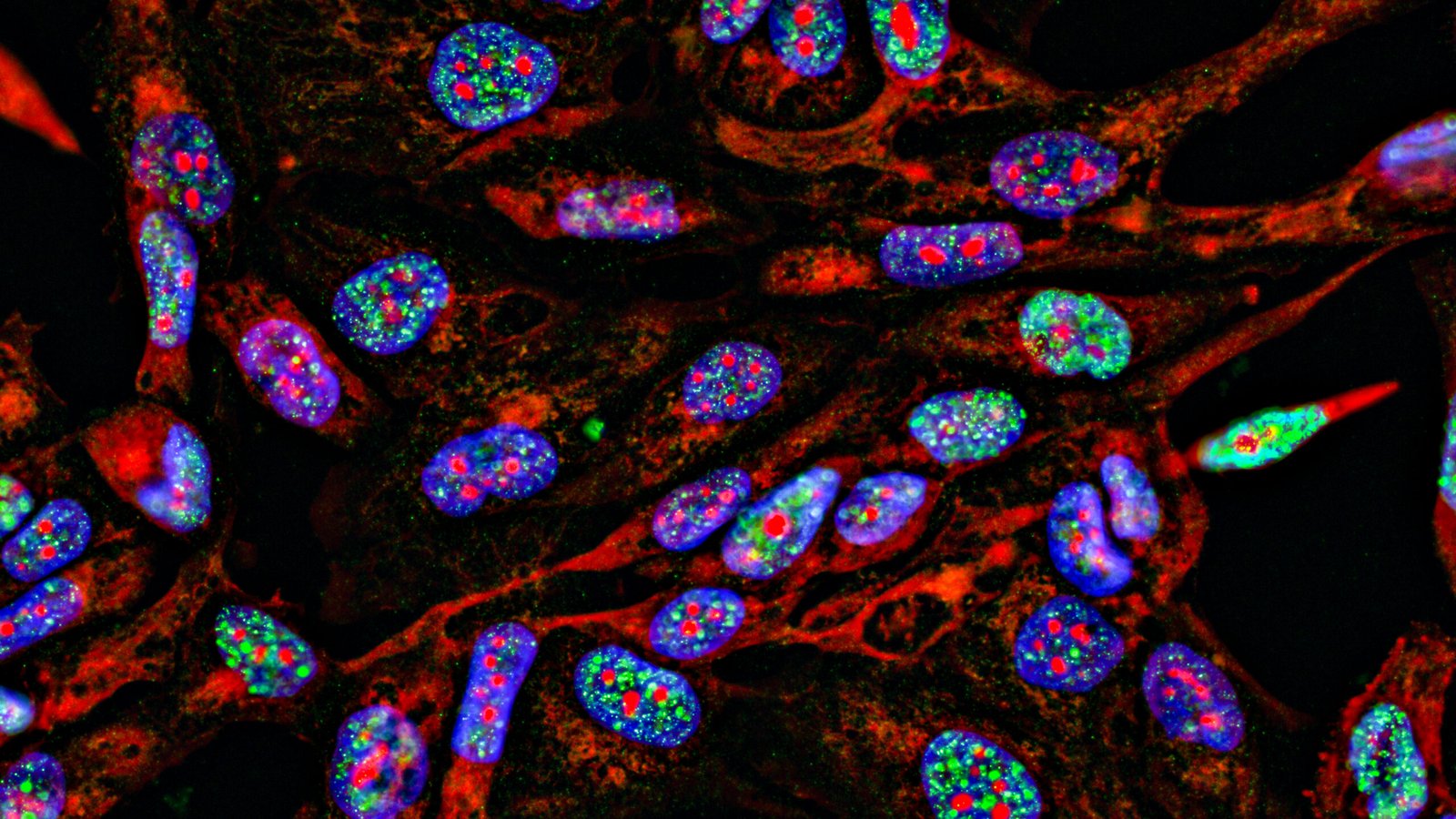 Lab supply companies have been selling antibodies using manipulated images