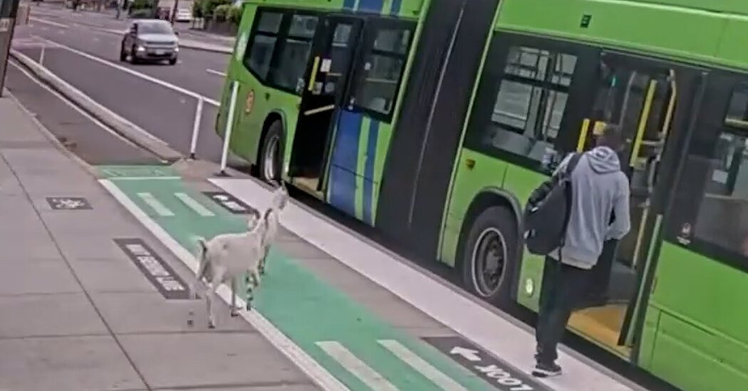 Two Billy Goats Boarded a Bus in Portland. They Did Not Have Passes.
