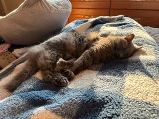 Tuesday Night Cat Blogging