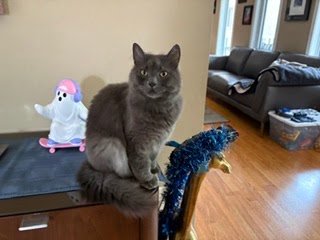 Tuesday Night Cat Blogging