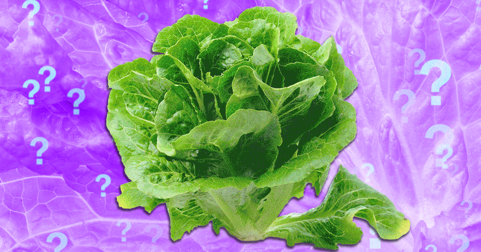 Is It Safe to Eat Lettuce Yet?