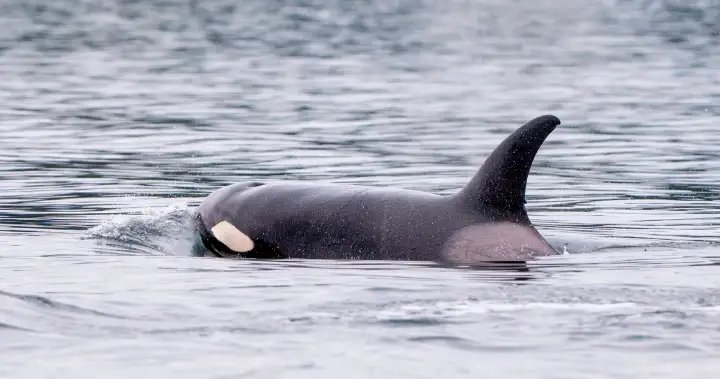 ‘Shocking’ video captures orcas close to shore in Washington State – BC