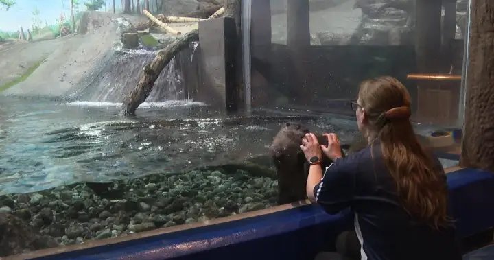 Ontario aquarium welcomes 3 new otter pups
