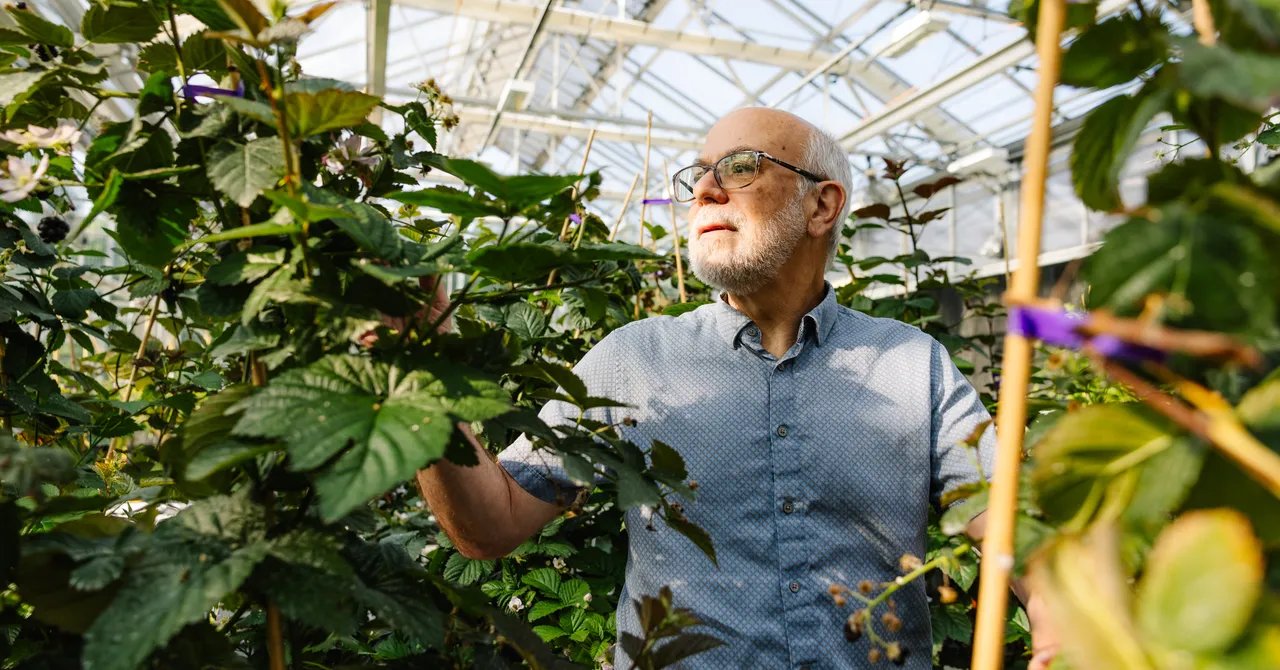Seedless Blackberries and Cherries That Grow on Bushes Vie to Be the Future of Food