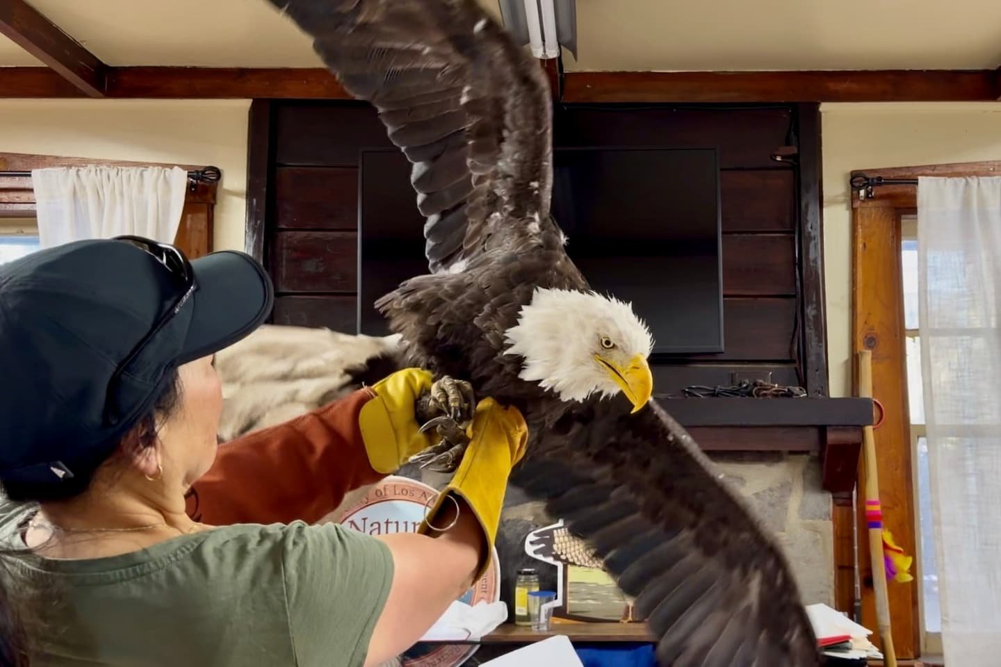After beloved Jackie the eagle’s death, fans turned on her caretakers