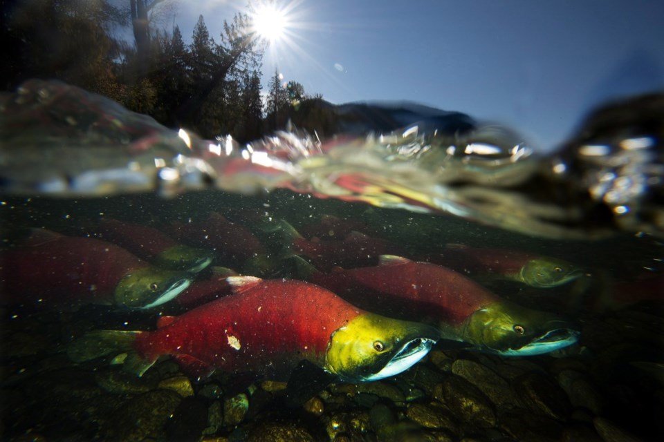 B.C., federal governments announce $106.5 million investment for new fisheries fund