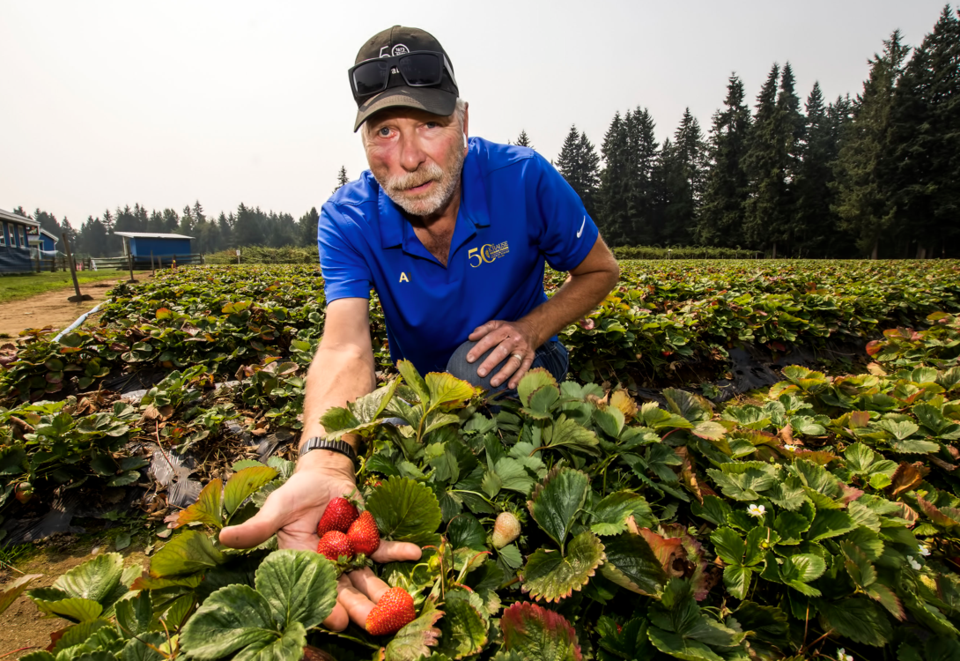 B.C. strawberry bumper crop sparks interest in UBC innovation