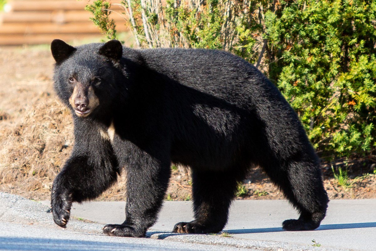 Data centres, AI and bears on agenda at UBCM in Vancouver