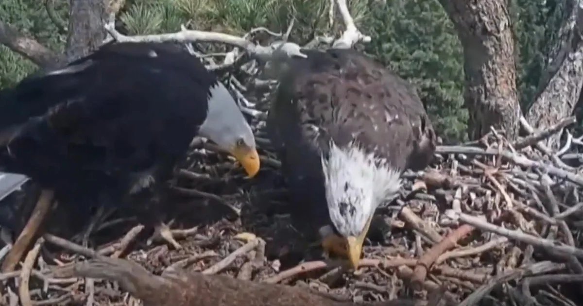 California birdwatchers gain new hope after beloved eagle’s disappearance