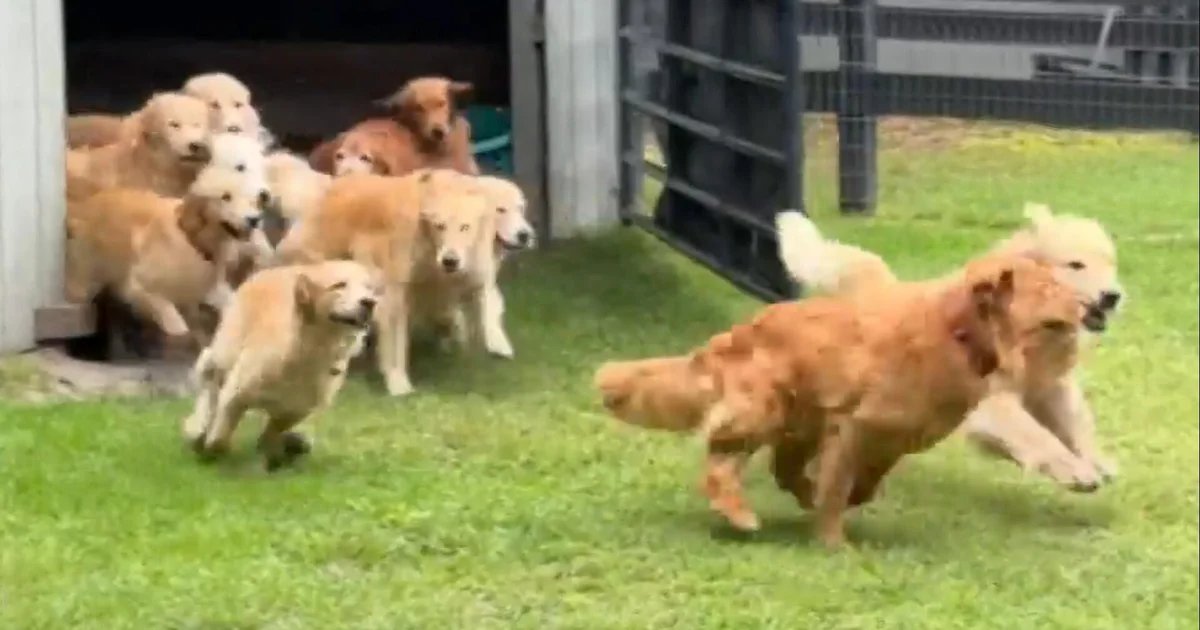 Camp Goldie features 13 golden retrievers: “Unless you’re allergic to fur, what’s not to like?”