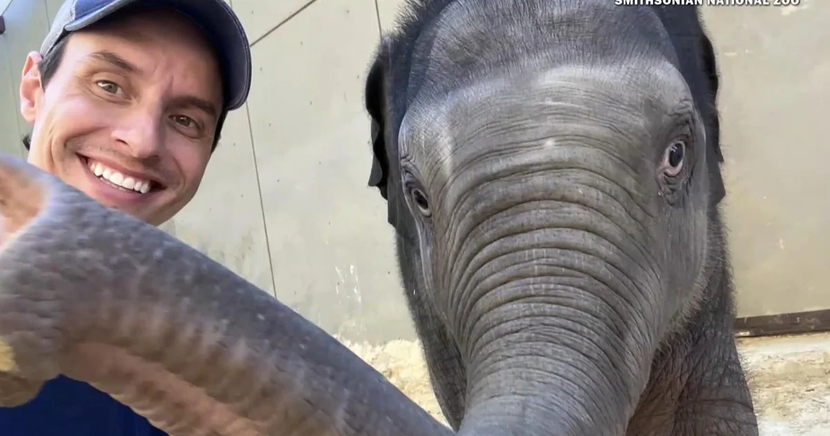 The comeback story of baby elephant after her mother rejected her
