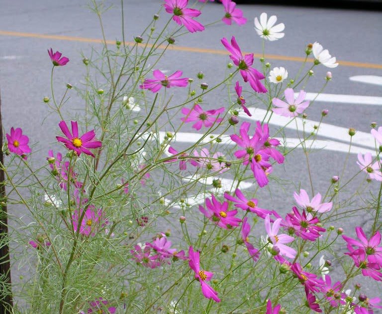 Recreating Eden: Saturday Photo: Cosmos, the Star Flower of the Perseids
