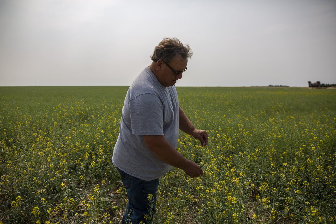 Saskatchewan senator, farmer Todd Lewis dies at age 65
