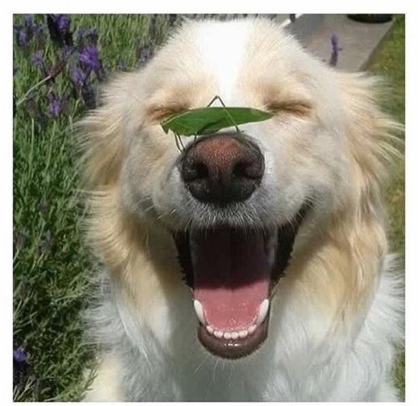 Cathie from Canada: Mid-week Break for National Dog Day!