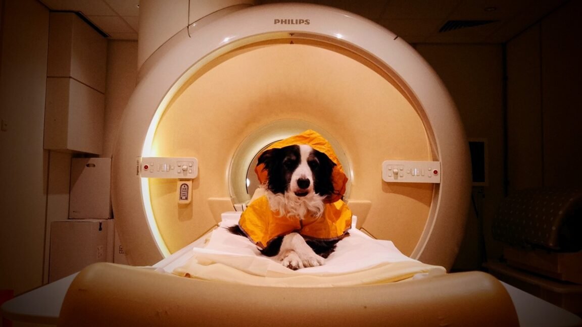Dogs can tell if you’re scared or sad