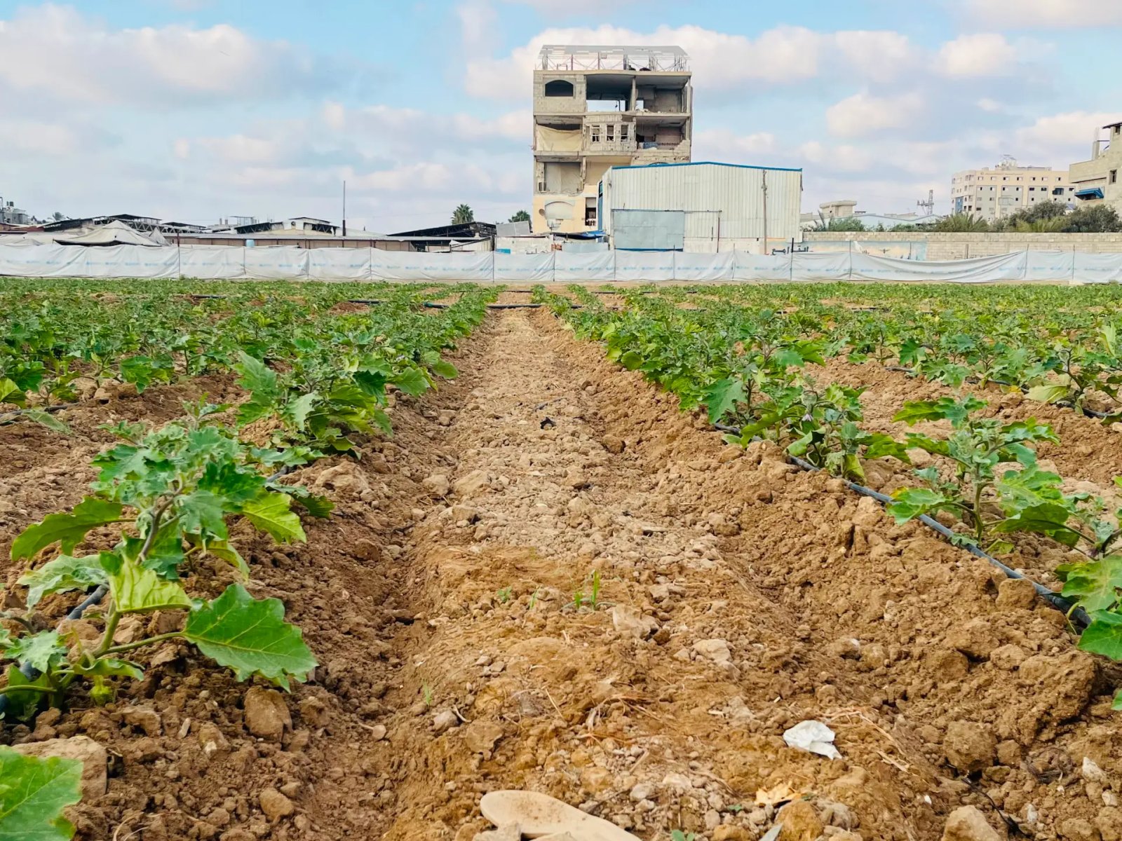 Small-scale projects offer hope for Gaza farmers rebuilding lives | Agriculture News