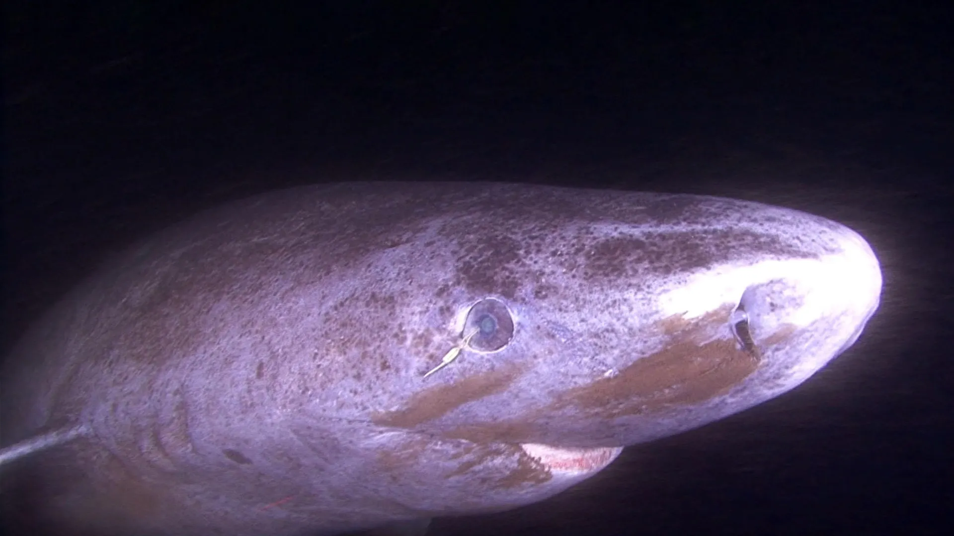 This shark can live 400 years. Its eyes barely seem to age