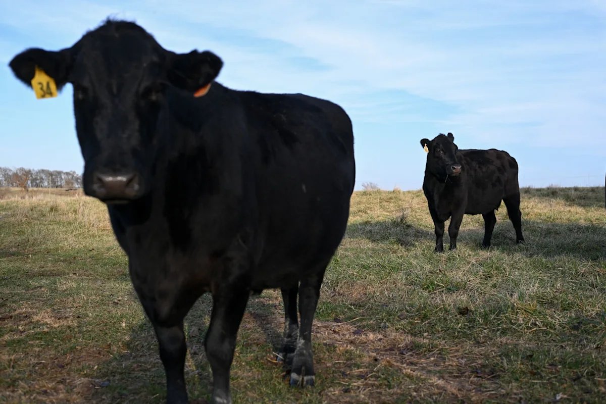 Skyrocketing Beef Prices Finally Have Americans Reaching Their Spending Limit