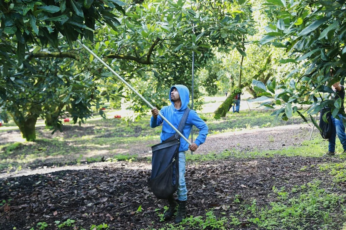 Avocado pickers in Mexico welcome restart of exports to US, but security fears remain