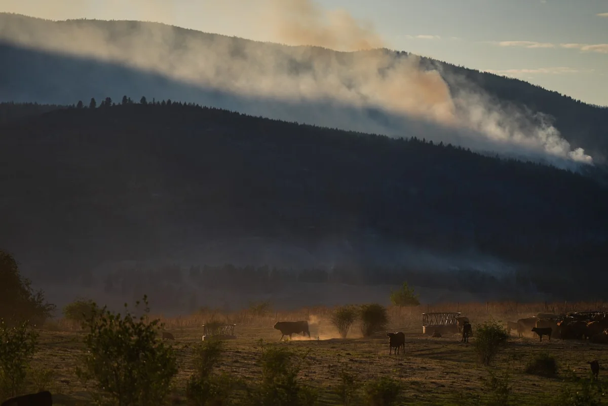 Why some B.C. farmers stay to fight, despite wildfire evacuation orders