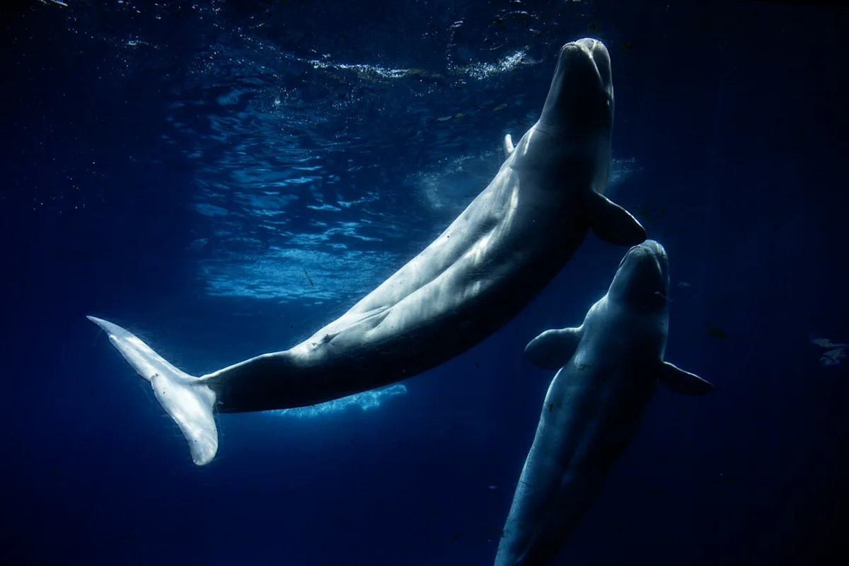 Everyone loved Marineland – then the tide turned. A look inside the park’s final days