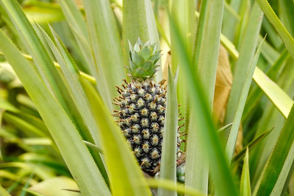Can pineapples thrive in Africa’s Sahel? A Burkina Faso farmer says the answer is yes