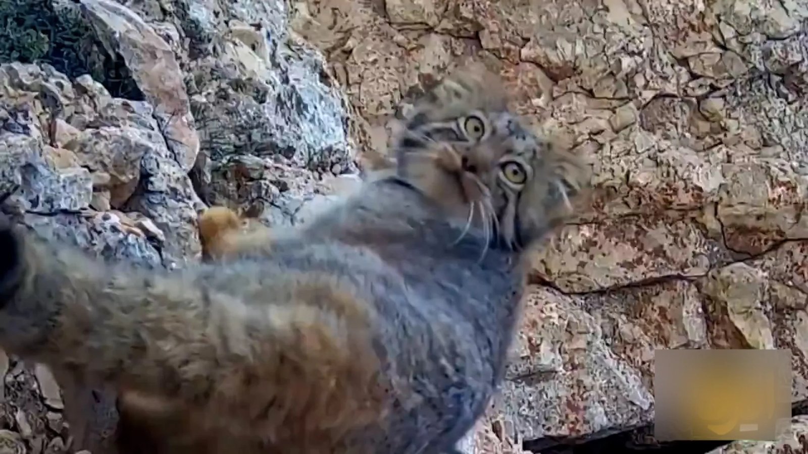 Rare Pallas’s cat captured on camera in northern Iran mountains | Show Types