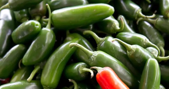 U.S. salmonella outbreak linked to jalapenos spreads in 27 states – National