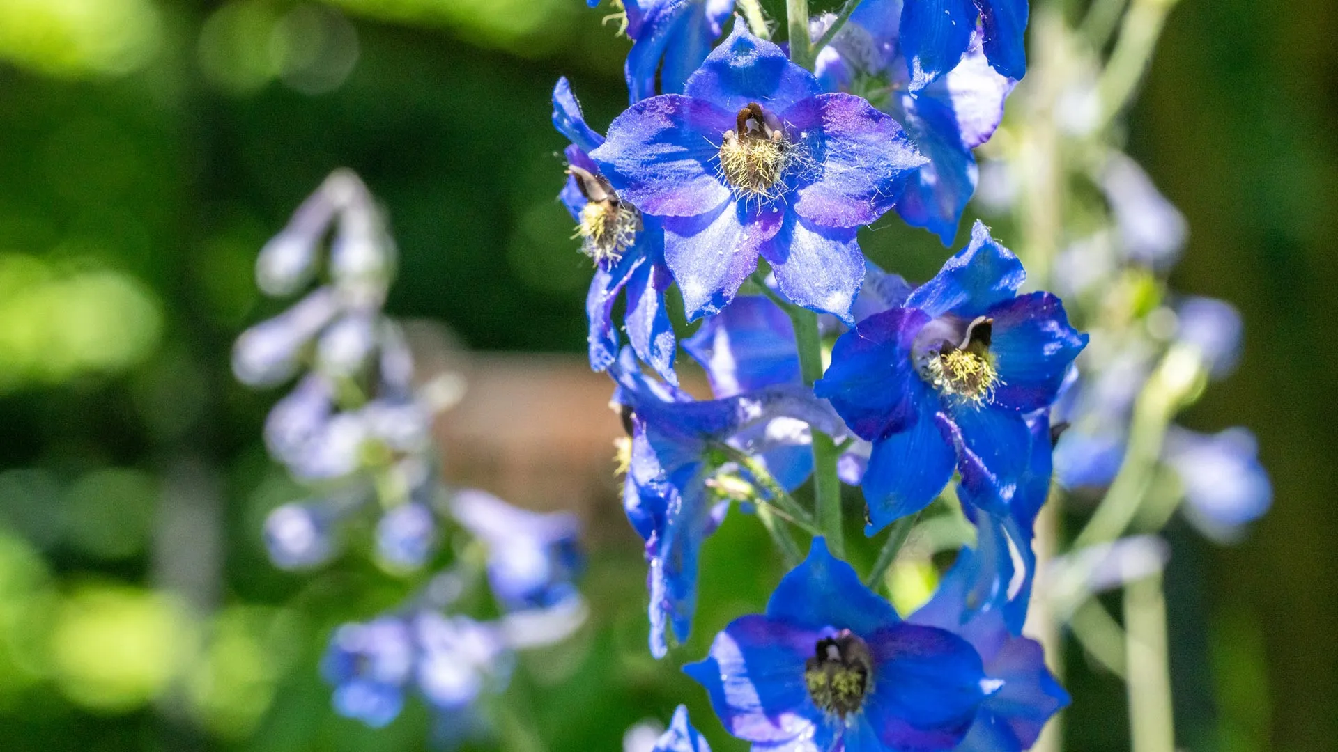Two deadly flowers could inspire powerful new medicines
